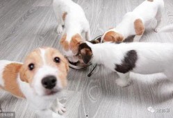 狗子皮肤爆料视频在线观看,独家爆料视频带你一窥究竟